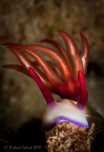 Hypselodoris Bullockii by Richard Goluch 